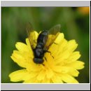 Cheilosia vernalis - Erzschwebfliege 01.jpg